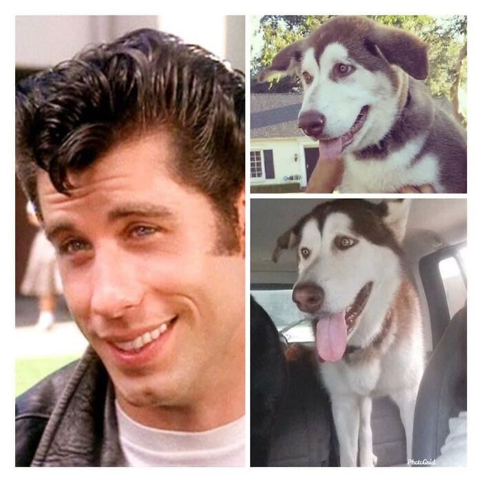 Ever Since My Dog Was A Puppy, My Oldest Sister Always Says That He Looks Like John Travolta