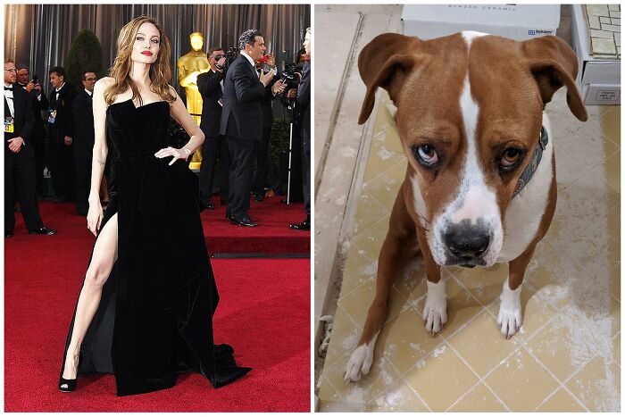 Argus Can't Bend His Rear Right Leg Due To An Old Pre-Rescue Break As A Stray, So His Sits Always Have A Sexy Angelina Jolie Vibe