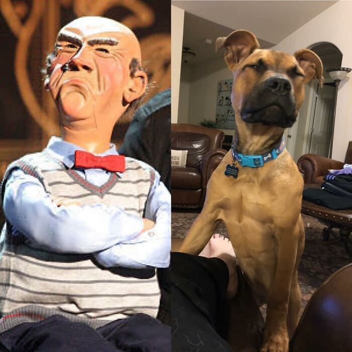 An Oldie But A Goodie. Rudy Resembles Walter When You Don’t Throw His Toy Fast Enough