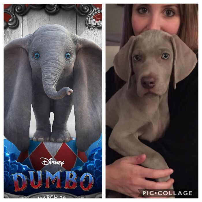 Dumbo Boy