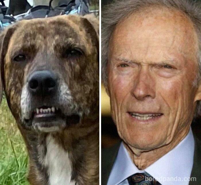 Brutus Is Slowly Looking More Like Clint Eastwood In His Old Age