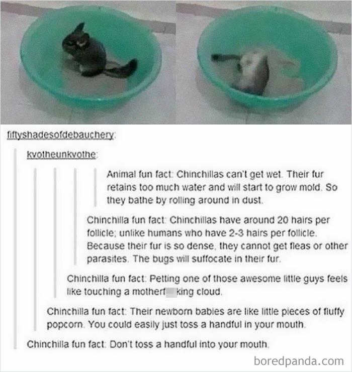 Chinchilla Fun Fact