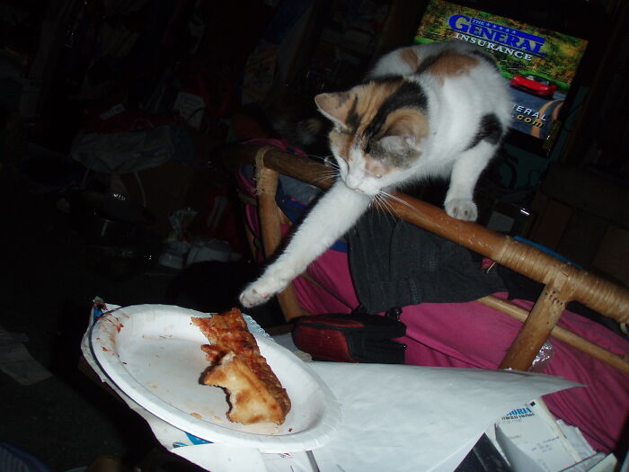 Coffeecake Stealing My Pizza Years Ago. I Had To Eat Fast For She Ran Away With A Slice Twice.