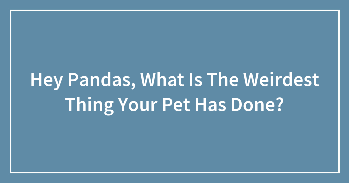 Hey Pandas, What Is The Weirdest Thing Your Pet Has Done? (Closed)