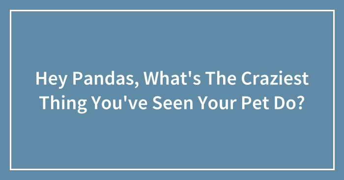 Hey Pandas, What’s The Craziest Thing You’ve Seen Your Pet Do? (Closed)