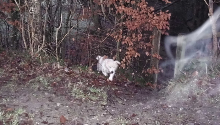 Hey Pandas, Share Your Best Floating Orbs And Ghost Pictures! (Closed)