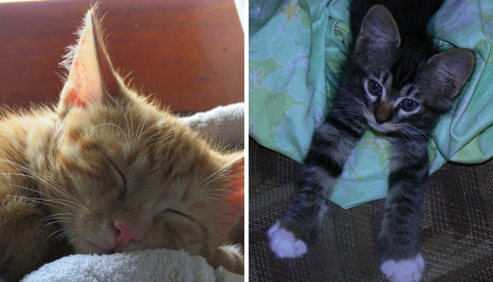 Hey Pandas, Post The Cutest Pic Of Your Cat (Closed)