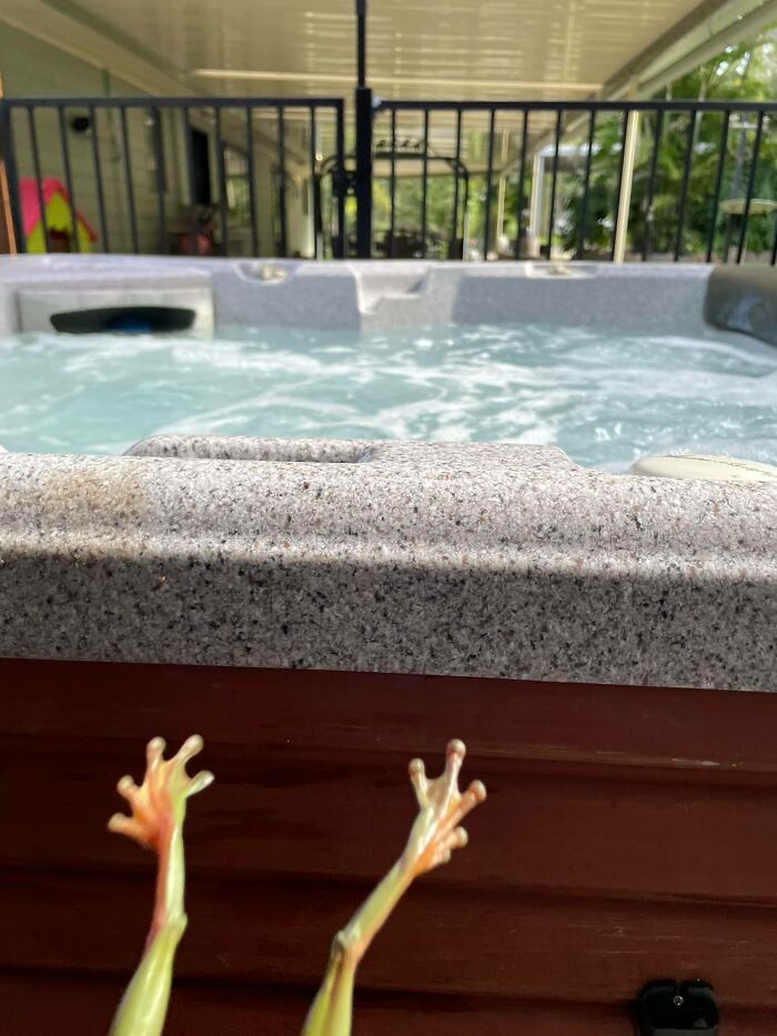 Behold - A Green Tree Frog In All Its Glory Exiting Our Spa