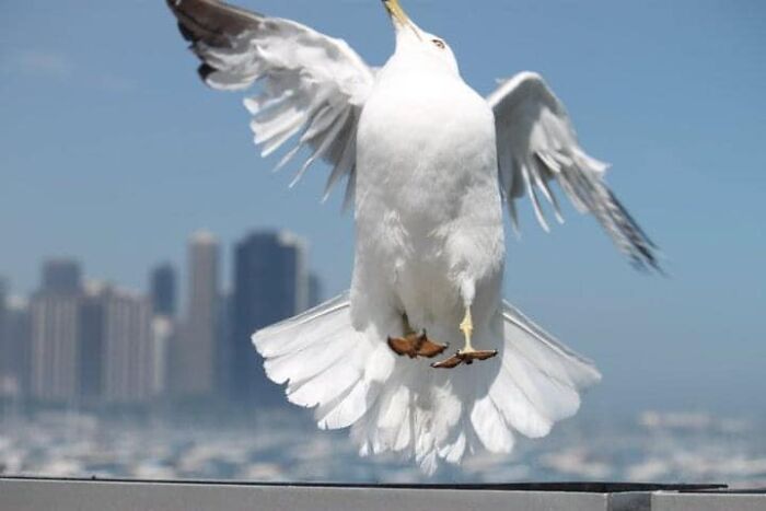 I Was Trying To Get A Picture Of The Chicago Skyline, But Got Photobombed By This Majestic Avian Instead