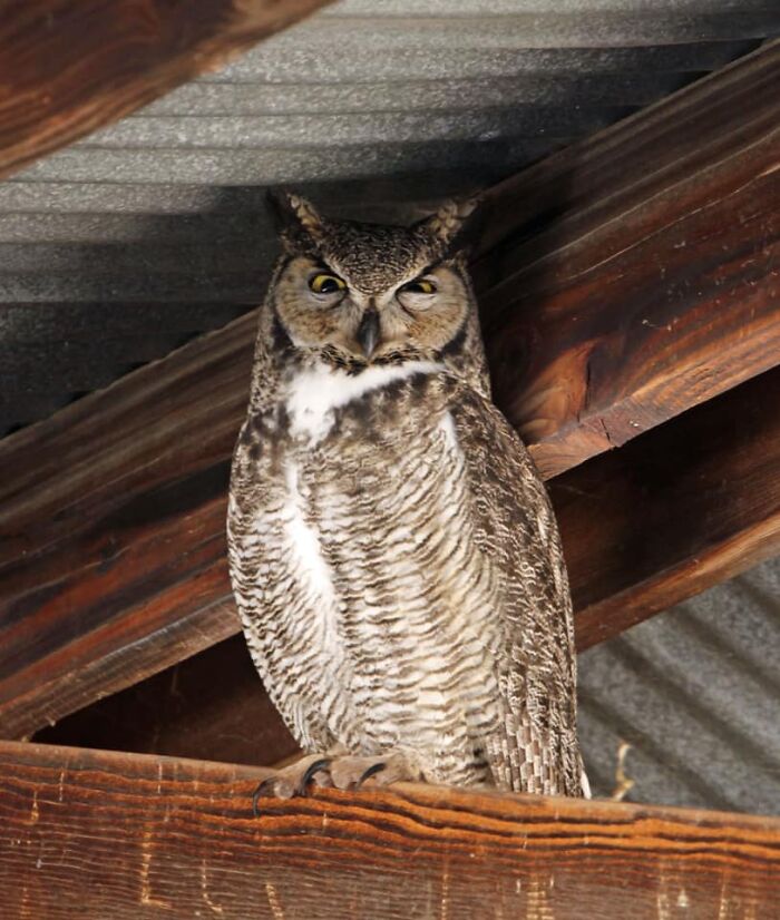 This Great Horned Owl Doesn’t Believe A Word You Say