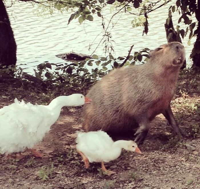 Here Is The Pic I Happened To Snap Once Of A Capybara Getting Snipped By A Goose. I Couldn’t Believe It When I Saw What I Captured
