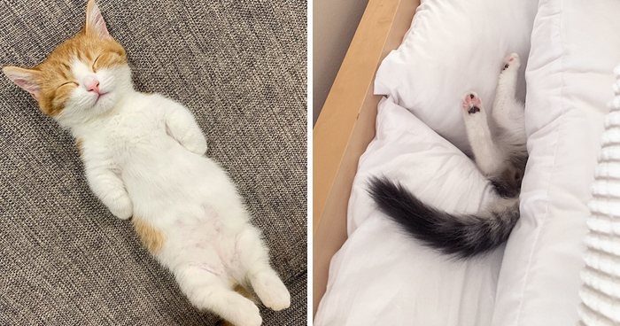People Are Sharing Pics Of Their Cats Sleeping And The Pics Will Surely Brighten Your Day (New Pics)