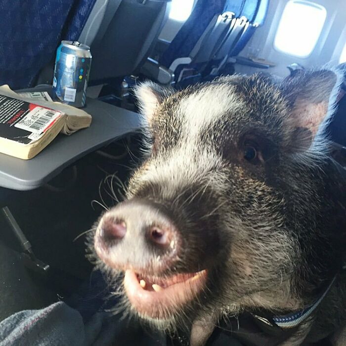 When Pigs Fly? Ha! Hoggin' The Possibilities