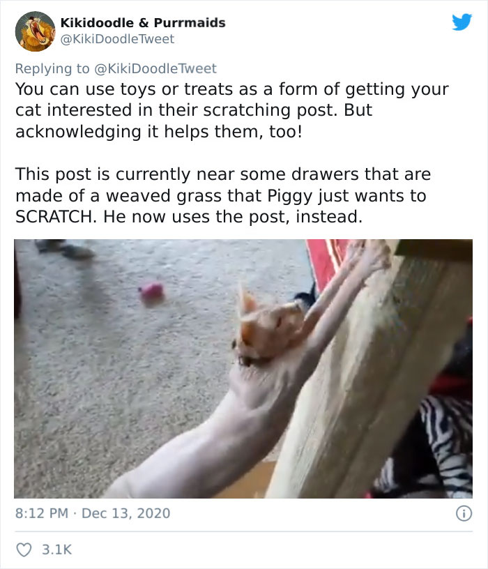 Person Shares How To Have Nice Furniture And A Happy Cat Instead Of Declawing It