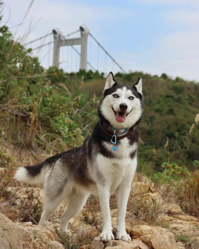 Dog-Husky-Honam-Stunning-Hong-Kong