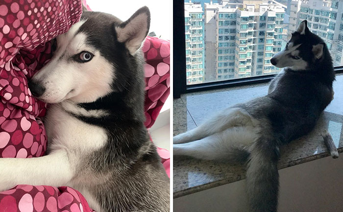 This Fabulous Husky Is Taking Over The Internet, And Here Are 30 Pictures Of Her