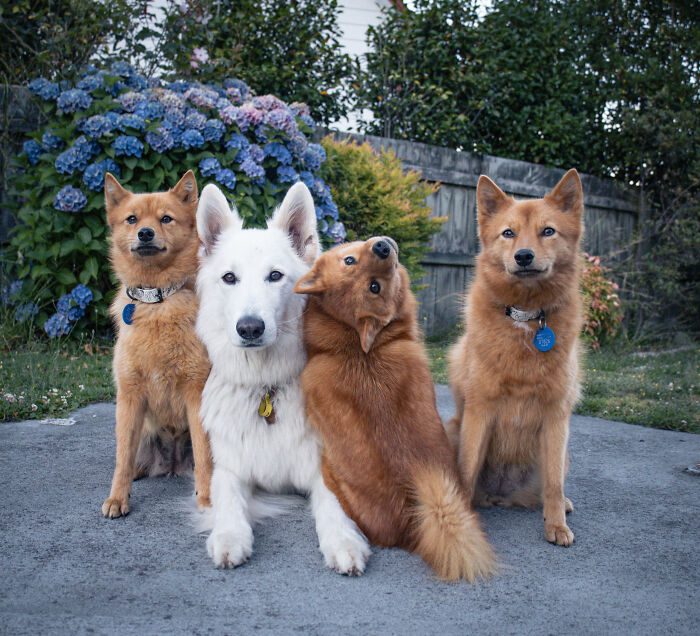 ‘We All Have This Friend’: Puppy Keeps Hilariously “Ruining” Group Photos, Goes Viral (15 Pics)