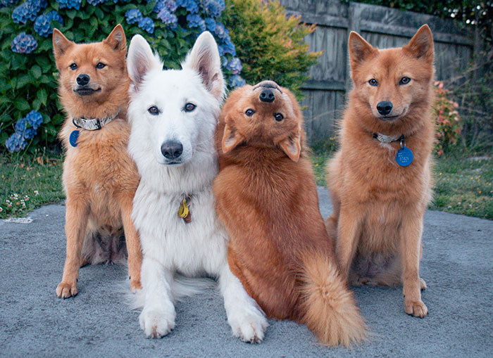 ‘We All Have This Friend’: Puppy Keeps Hilariously “Ruining” Group Photos, Goes Viral (15 Pics)