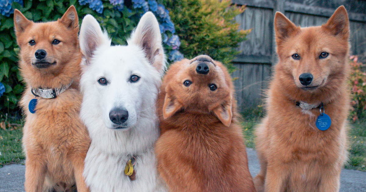 Puppy Keeps Hilariously "Ruining" Her Pack's Photos, Goes Viral (15 Pics) - Vimarsana News