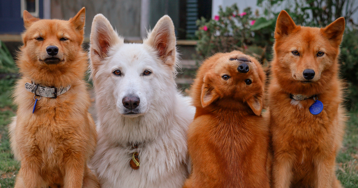 Kiko The Dog Is Going Viral For Her Ability To Get Everyone's Attention When Posing For A Pic (19 Pics) - Vimarsana News