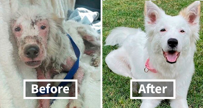 30 Dog Photos Before & After Their Life-Changing Adoption (New Pics)