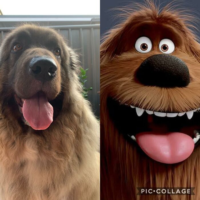 Archo’s Lookalike, Duke, From The Secret Life Of Pets