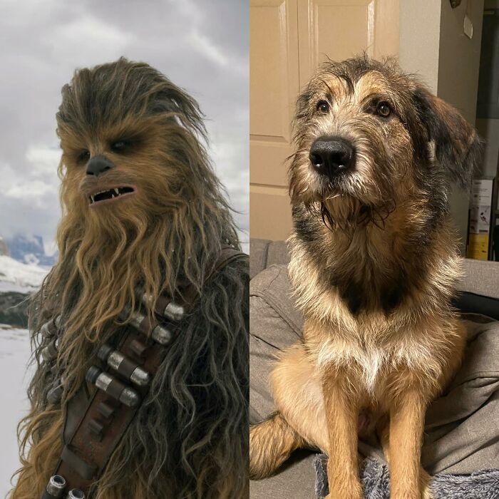 Dog Or Chewbacca?