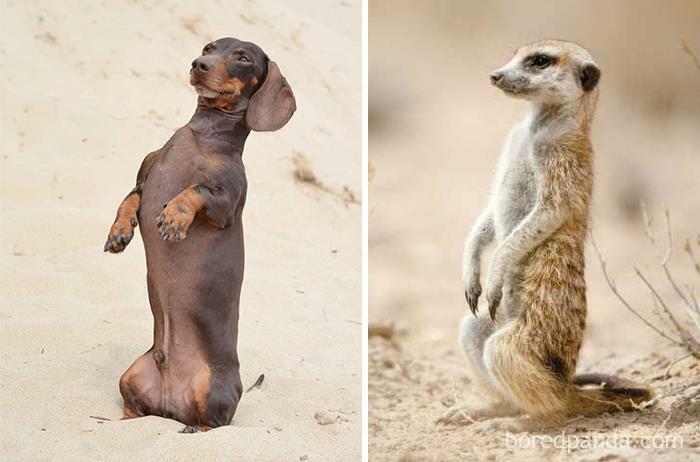 I Am Convinced I Have A Meerkat Not A Dachshund