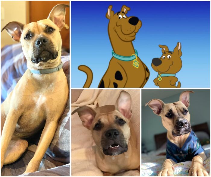 Is Henry More Scooby Or Scrappy?