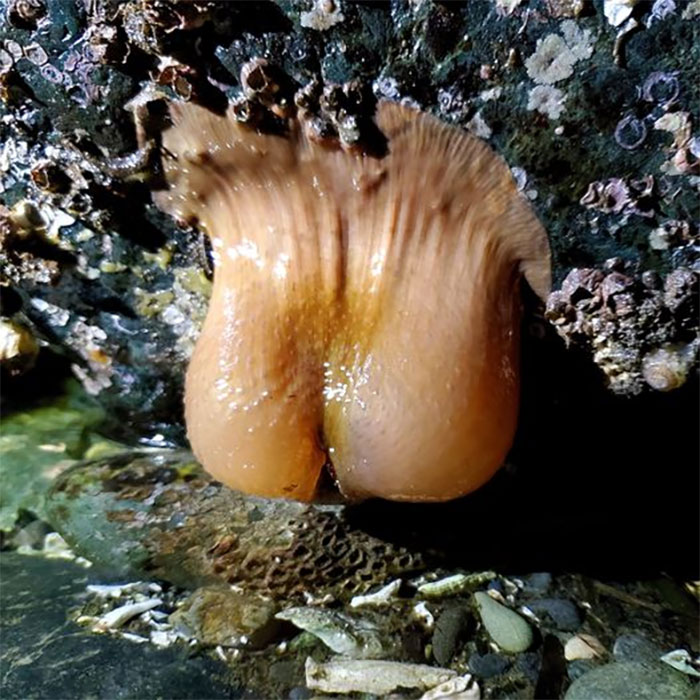 Found The Most Majestic Anemone On The Beach The Other Night. It Reminds Me Of Something, But I Can't Quite Put My Finger On It...