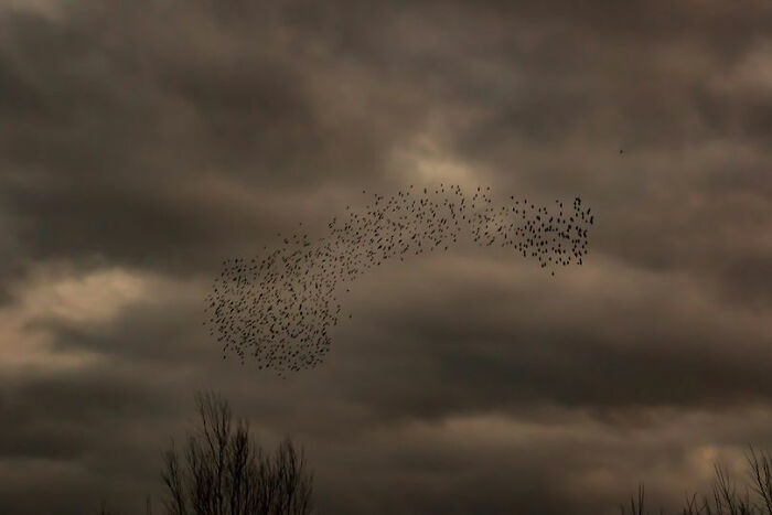 Went To Watch The Starling Murmuration.... I Think They Were Trying To Tell Me Something