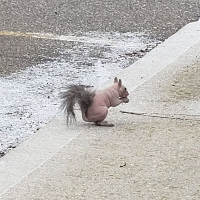 Nudist Squirrels Of The Northern Bruce Peninsula. This Guy Has Been Around For 2 Years Now. He Doesn't Have Mange, As His Skin Is "Clean" (No Sores & Dry Skin Associated With Mange), Just Genetically Hairless. Hoping To See Him Come Springtime!!