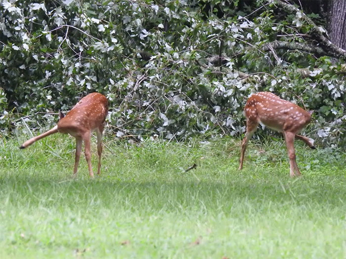Two Headless Fawns, I Think They Were Doing The Hokey Pokey...
