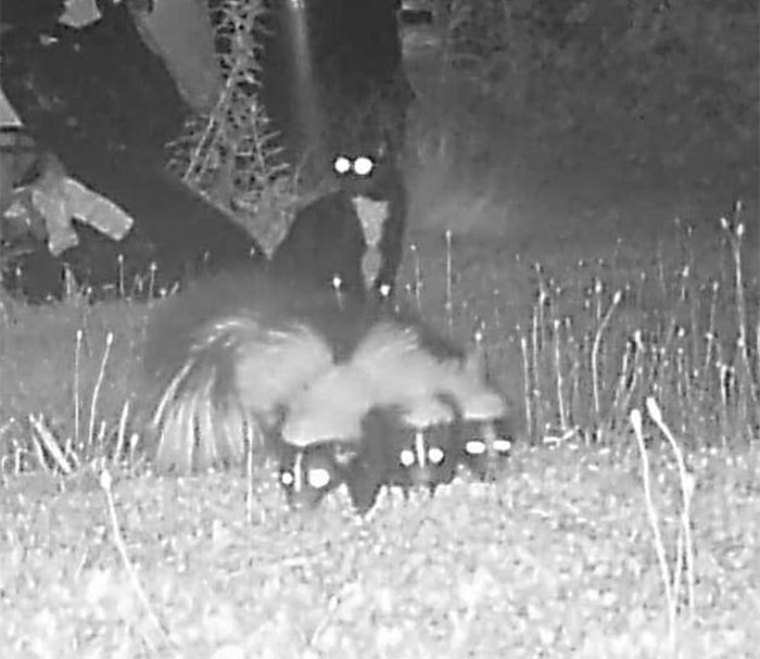 My Friends Cat Bailey Escaped His House. So I Set Up A Trail Cam. He Was Hangin With Da Big Boys In The Back Yard