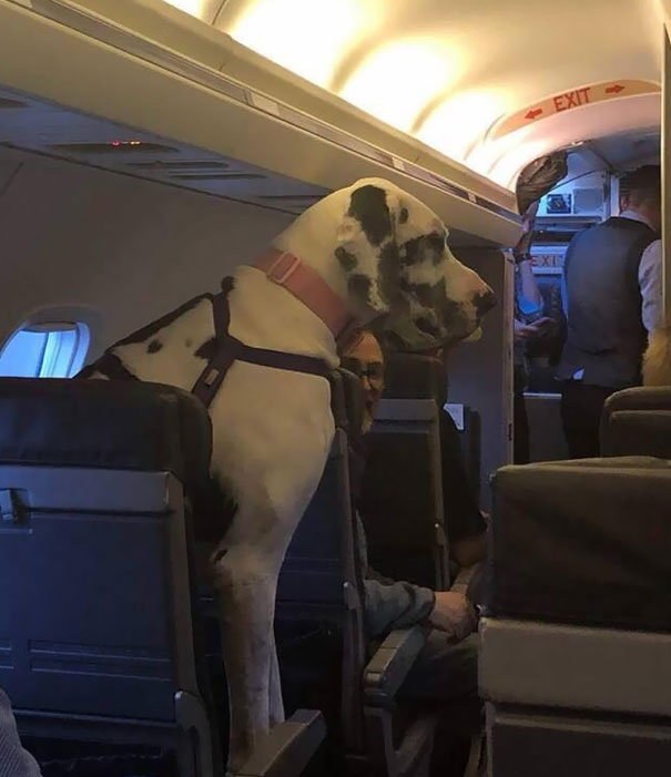 In Awe At The Size Of This Doggo On A Plane
