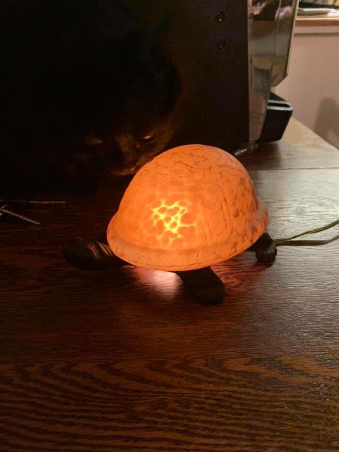 Is Your Boyfriend Even Your Boyfriend If He Doesnt Bring You A Turtle Lamp He Found In The Trash When Your Having A Bad Day??