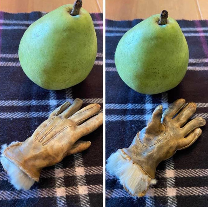 One Of My Absolute Favorite Weird Objects, My Late Aunt Marge’s Leather Glove She Accidentally Washed And Dried Which Shrunk And Mummified, Which I Inherited. (Pear For Scale, No Banana Available)