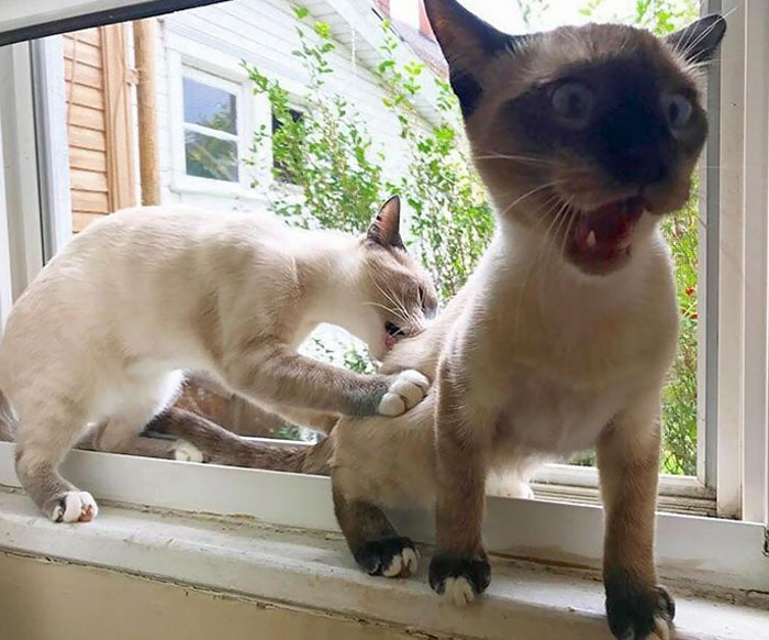 This Picture My Wife Captured At The Perfect Moment Of Our Cats