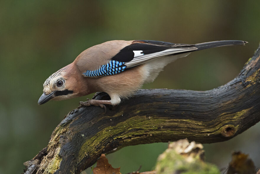 I've Been Photographing Gorgeous Jays In My Garden For The Past Years And I've Learned To Tell Them Apart By Their Black And Blue "Barcodes"