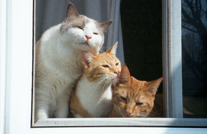 Gypsy, Tom, And Crow Enjoy An Early Spring Breeze
