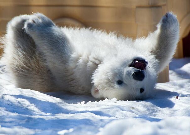 happy-polar-bear-cub-dora-miller-5fd25419a855d.jpg