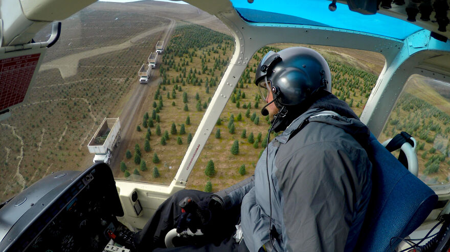 Helicopters + Samurai Swords: What It Takes To Grow Christmas Trees!