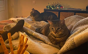 Hey Pandas, If You Have More Than One Pet, Post Them All In One Pic