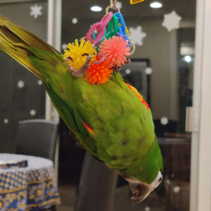 Hey Pandas, Post A Picture Of Your Bird (Closed)