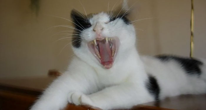 Hey Pandas, Share The Most Unflattering Picture Of Your Pet (Closed)