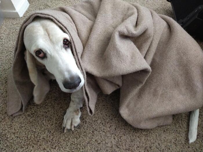 This Is Wendy "'tinky" Darling And She Is A Jedi Granny Pup That Too Often Looks Like The Carpet When She Walks Around With Her Bedtime Blanket Still Draped Over Her In The Morning