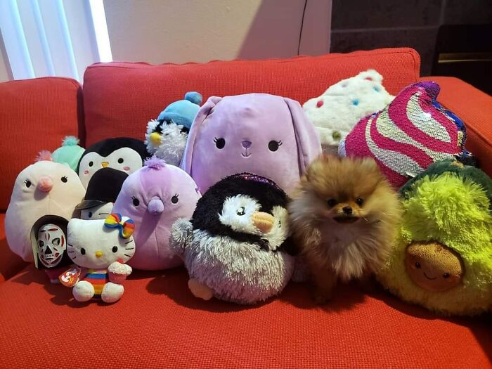 Nope, No Dogs Here - Just Plushies!