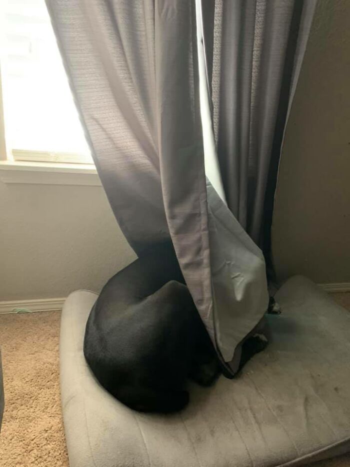 My Great Dane Goof Thinks He Can Hide Behind Curtains