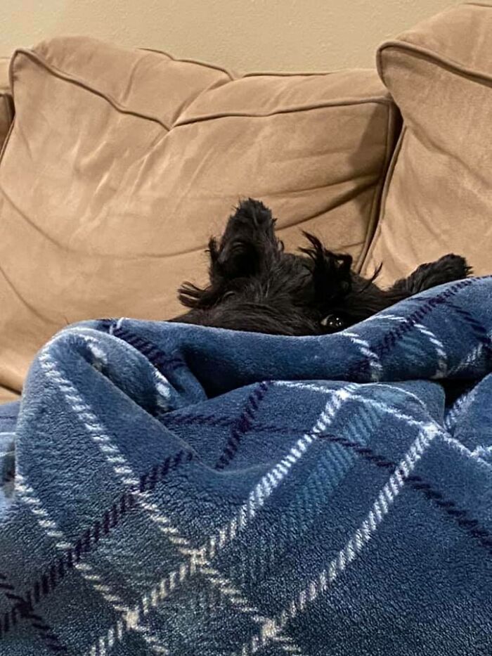 Archie The Scottie Got Caught Trying To Steal Something That Wasn’t His And Tried To Hide