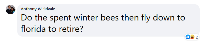 Beekeeper Shares What Bees Do To Stay Warm During Winter Because They Don't Hibernate